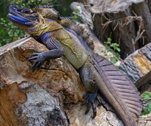 A genetics survey ‘resurrects’ a sailfin dragon species that was misclassified in 1872, while providing a new blueprint for patrolling a black market trade. Credit: Scott Corning