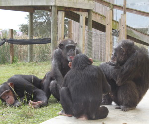 Jude, Gogi, Gabe and Vicky socializing at the sanctuary (Photo courtesy of Save the Chimps)