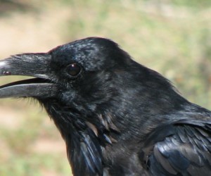 Raven