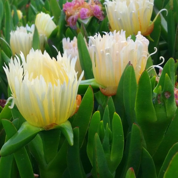 ice plant close-up 2