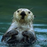 A bacterial blight on Alaskan otters’ hearts