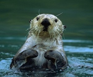 A sea otter in Prince William Sound, Alaska
(Photo by Laura R