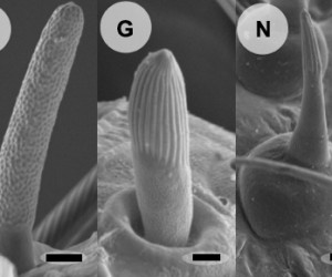 Bristletail sensilla (left) lack the grooves that often house olfactory neurons, which contrasts with those in firebrats (middle) and leaf insects (right).  Missbach et al. eLife (2014).