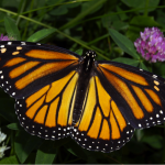 Long Live the Monarch, an Ambassador for Nature