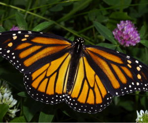 “Monarch in May.” Image credit: Kenneth Dwain Harrelson via Wikipedia. CC BY-SA 3.0. http://bit.ly/1CbXgQf