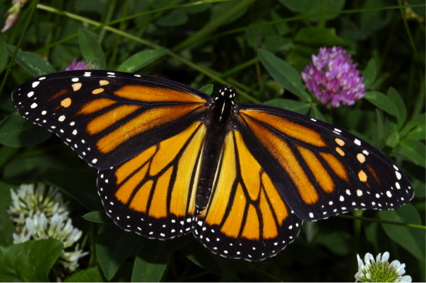 “Monarch in May.” Image credit: Kenneth Dwain Harrelson via Wikipedia. CC BY-SA 3.0. http://bit.ly/1CbXgQf