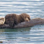 The Dark Side of California Sea Otters