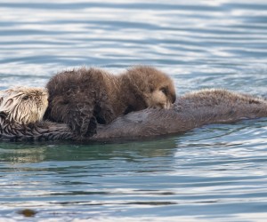 sea-otter-mom-and-pup