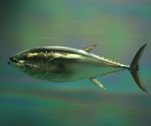 Image credit: aes256 via Wikimedia Commons | http://commons.wikimedia.org/wiki/File:Pacific_bluefin_tuna.jpg