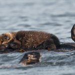 Tough life for otter moms