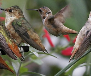 Allen's_Hummingbird_From_The_Crossley_ID_Guide_Eastern_Birds