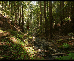 Redwood forest canyon, Felton, California. H Grimes, Flickr