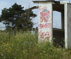 Spring brings thoughts of strawberries...and pesticides. Photo by Leslie Willoughby