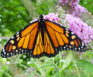 A monarch butterfly at rest (Image by Captain-tucker via Wikimedia Commons, licensed under CC BY-SA 3.0)