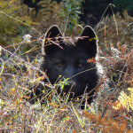 A cultural and emotional history of wolves in Oregon