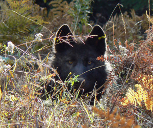 Oregon wolf OR-11, image courtesy of Oregon Department of Fish and Wildlife