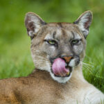 Pumas on the edge of town: How human-puma interaction may change the food web