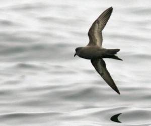 Ashy storm petrels spend most of their time at sea. Unless they’re incubating an egg, adults typically visit their nesting sites for just a few hours in the middle of the night, making them a challenging species to study. Photograph by U.S. Fish & Wildlife Service/Jeff Poklen via Flickr.