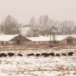 Tracking wildlife in Chernobyl: The emotional landscape of a disaster zone