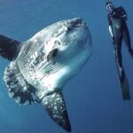 Face to Face with the Ugly, Marvelous Mola Mola