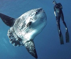 Diver Ryan Brennan hangs with a Mola mola off the coast of Southern California

Credit: Bradley Beckett