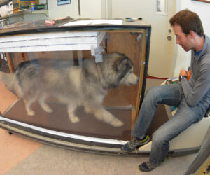 KIDA, AN ALASKAN MALAMUTE, TAKES THE PLACE OF A WOLF FOR METABOLIC TESTING ON A TREADMILL. CREDIT: BETHANY AUGLIERE
