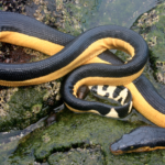 The Yellow-Bellied Sea Snake: Pernicious Predator or Sissy Serpent?