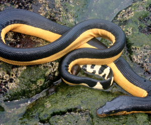 A resting yellow-bellied sea snake, Hydrophis platurus. Photo by William C. Flaxington. 