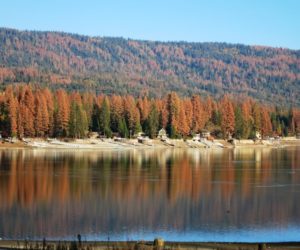 Tree mortality at Bass Lake, Sierra National Forest. Source: U.S. Forest Service, Region 5