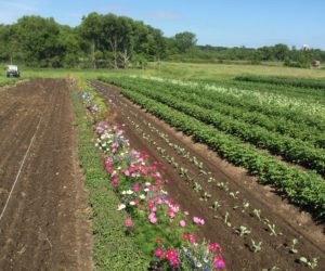 An annual insectary strip established within a field to attract beneficial insects (includes dill, cilantro, cosmos, bachelor buttons, marigold, holy basil, nasturtium) on Joan Olson's farm in Minnesota. Credit: Joan Olson. Used with permission