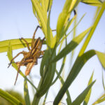 Here’s how to attract helper bugs to your organic farm: grow some native plants