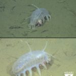 Why are Juvenile Crabs Hitching Rides on Sea Pigs?