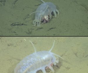 Baby king crab hangs  onto its nanny sea pig. Credit: ©2011 MBARI