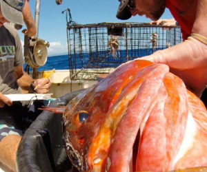 Scientists measure and tag a grouper before returning it to the water. Credit: Teresa L. Carey