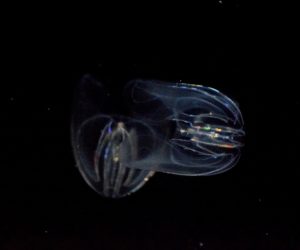 Placing comb jellies, such as these, as the relative to all animals changes our view of how complex features evolved. Image Credit: Tracie Hall, Flickr